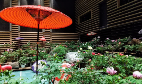 Admire beautiful flowers at the Nikko Kaido Imaichi-shuku Botan Indoor Garden